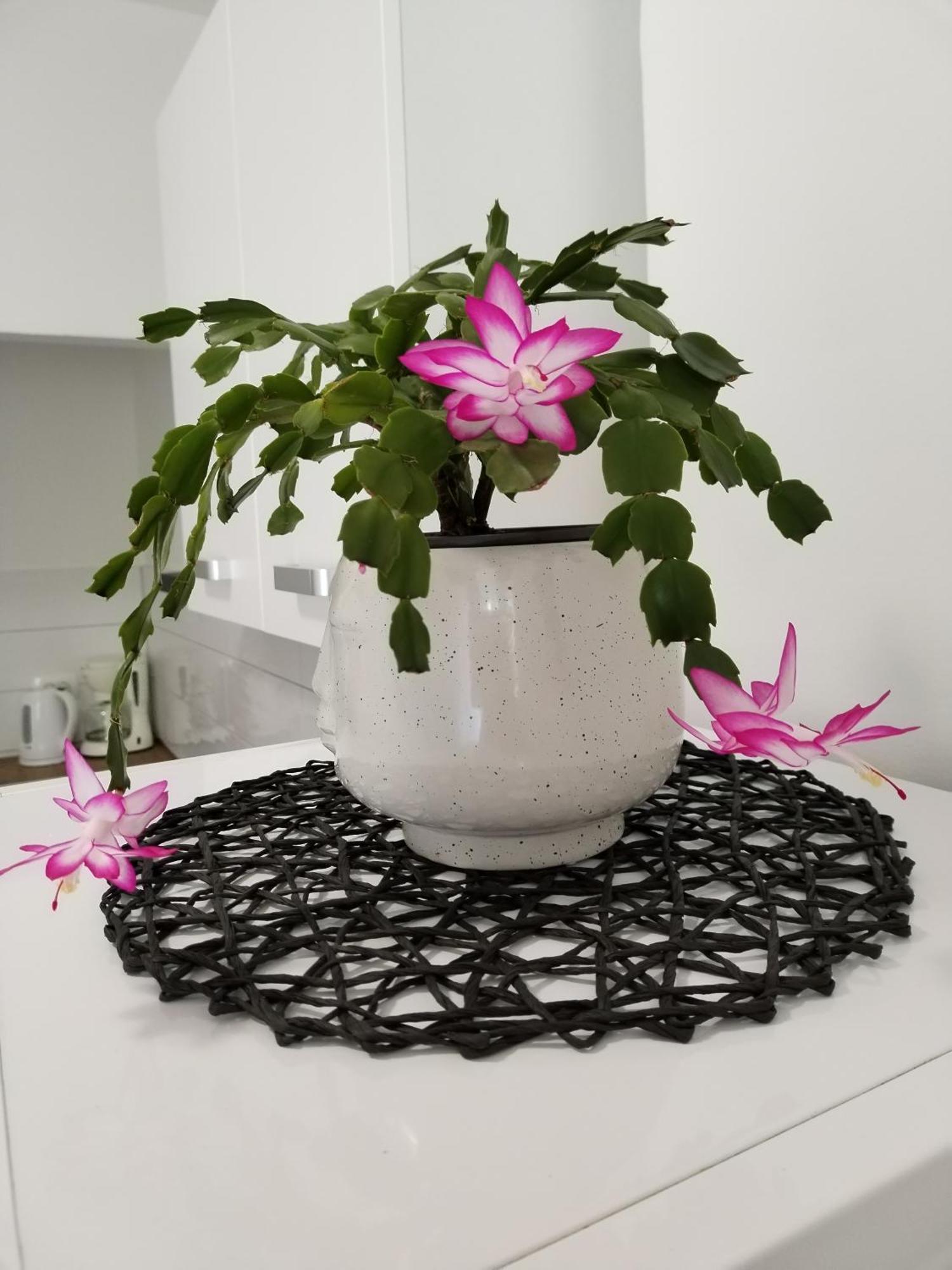 Apartmán Mirijana *